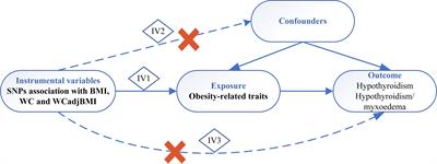 Causal association between obesity and hypothyroidism: a two-sample bidirectional Mendelian randomization study